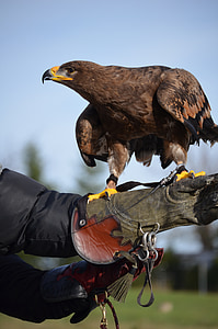Adler, águila marrón, pájaro
