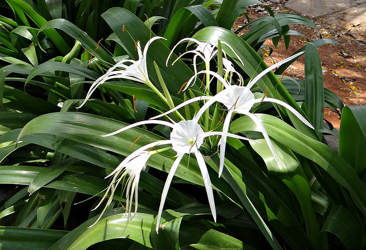 Spider lily, Hymenocallis littoralis, amaryllisväxter, vit, blomma, Indien