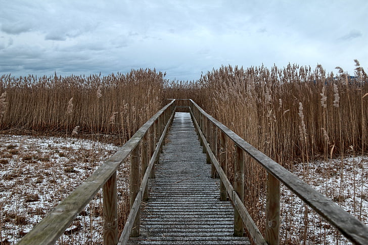 boardwalk, cold, country, countryside, environment, field, frost