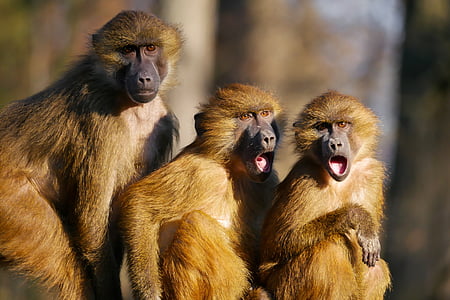 állatok, emberszabású majom, Berber majmok, három, majmok, állati portré, sikoly, izgalom