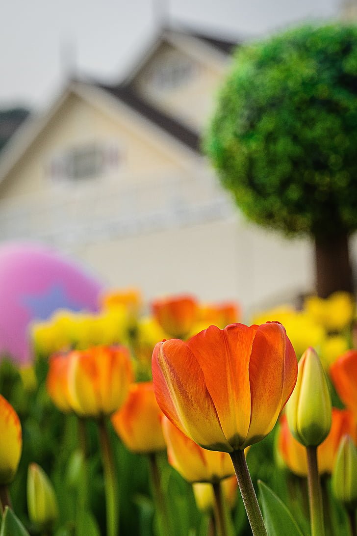 tulip, flowers, hill, house, spring, pink, happy