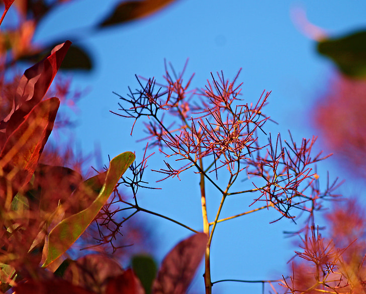 lasulja krtačo, rdeča, Okrasni grm, vtis, svetlo, Bush, vrtna rastlina.