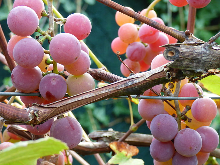 grapes, garden, autumn