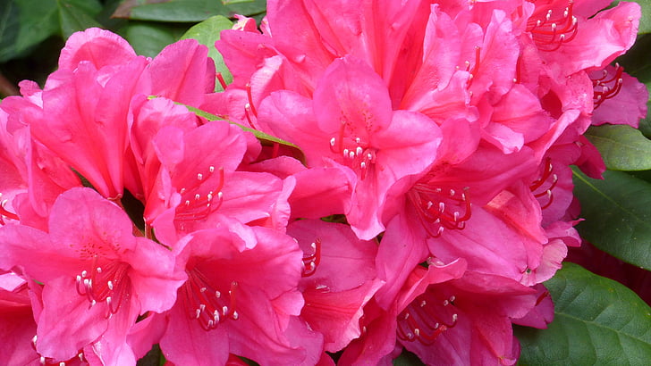 Rhododendron, Luonto, kukat, iloa, väri, Puutarha, vaaleanpunainen