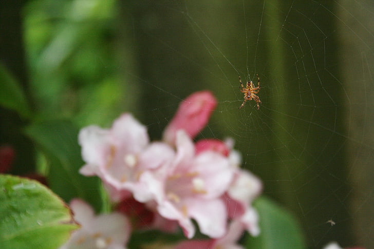 вишневий цвіт, людина-павук, макрос, квітка