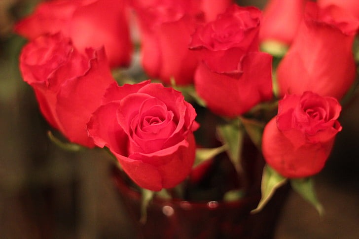 rode roos, liefde, Floral, Valentijn, natuur, roos - bloem, rood
