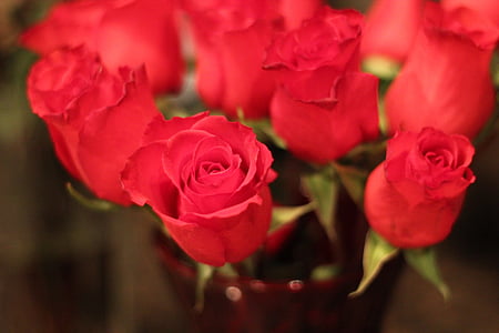 rosa roja, amor, flores, San Valentín, naturaleza, flor color de rosa-, rojo