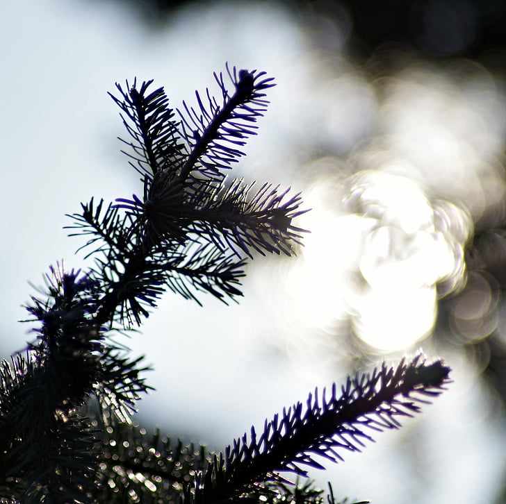 Vianočný strom, vetvička, slnko, žiara, ihličnaté, strom, iglak
