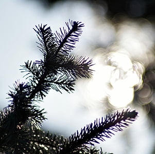 Kalėdų eglutė, šakelėmis, Saulė, švytėjimas, spygliuočių, medis, iglak