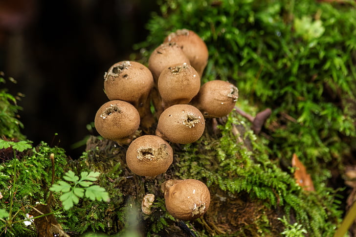 dust mushrooms, mushrooms, moss, forest, close, brown