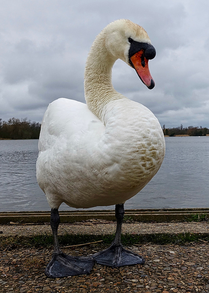 Swan, alb, Lacul, faunei sălbatice, graţios, animale, natura