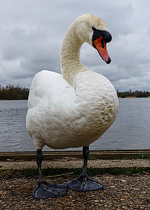 swan, white, lake, wildlife, graceful, animal, nature