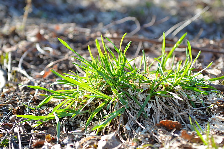 grass, green, meadow, spring, nature, close-up, plant