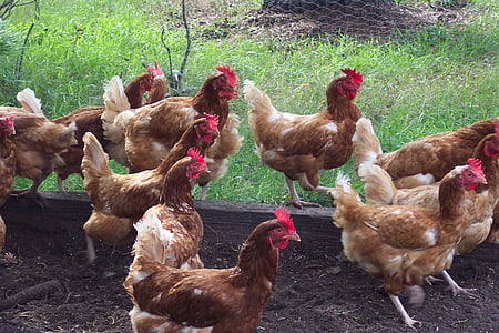 pollo, gallina, aves de corral, país, granja, rural, aves de corral