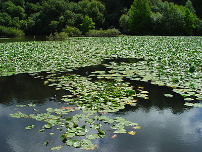 Брест, ботаническа градина, езеро, водни растения, Бретан, Франция, природата