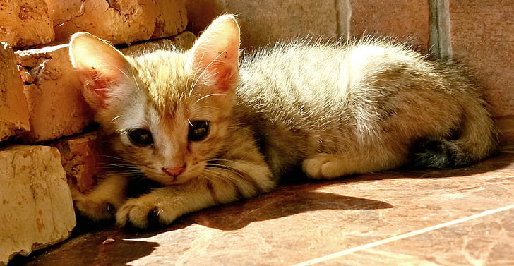 kitten, sunbathing, cute, animal, cat, kitty, nature