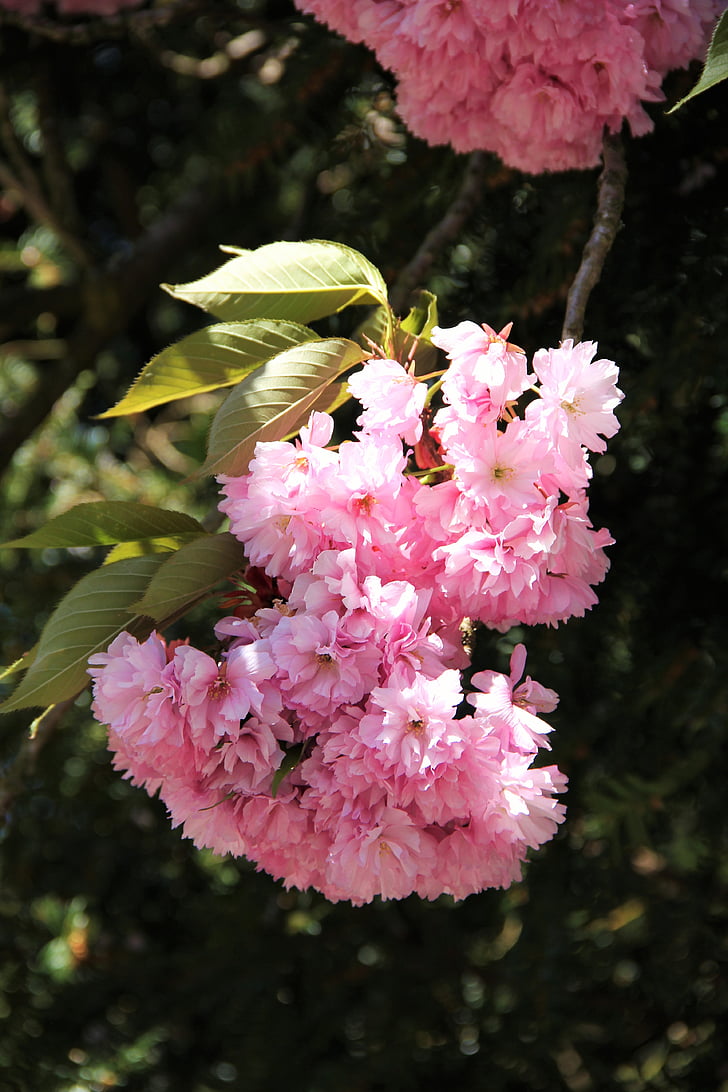 花散形花序, 桜の花, 部分ビュー, 春, 5 月, 青い空, 雲