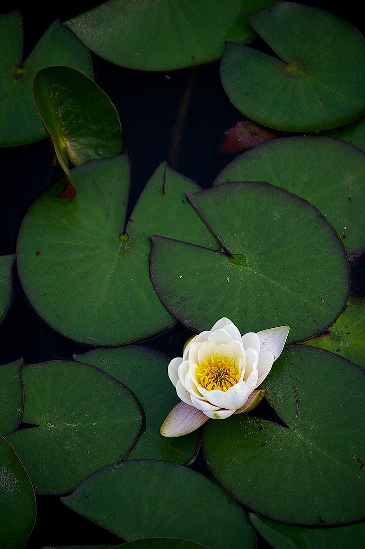 Lotus, tó, tavirózsák, virágok, tavirózsa, természet, Lotus tavirózsa