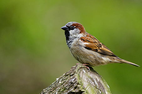 sparrow, bird, songbird, nature, feathers, wildlife, animal