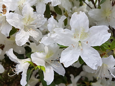 Hoa, mùa xuân, Azaleas, trắng, Azalea