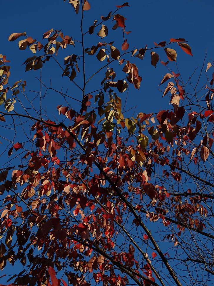 autumn, fall leaves, blue sky, blue, red, yellow, brown