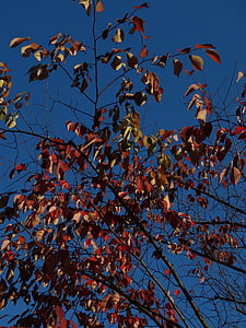 automne, feuilles d’automne, ciel bleu, bleu, rouge, jaune, brun