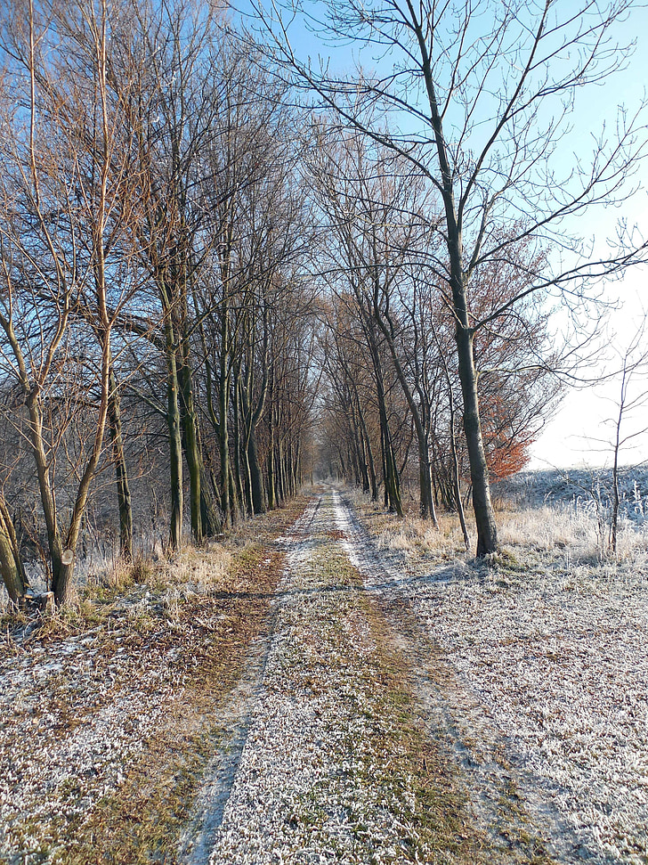 mùa đông, wintry, đi, đi bộ đường dài, cây, Tháng mười hai, bụi cây mùa đông