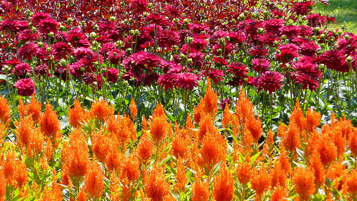 paprikavirág, Далия, декоративни растения, цветна градина, Ориндж, Бордо цвят, цвете