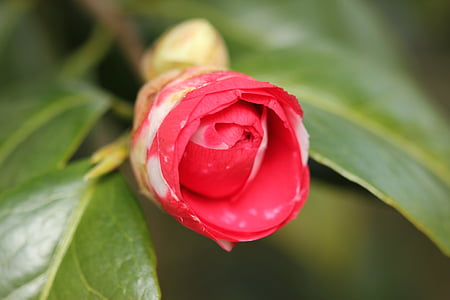 blossom, bloom, camellia, spring, red