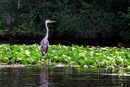 Blue heron, động vật hoang dã, cần cẩu, màu xám, màu xanh, Louisiana, đầm lầy