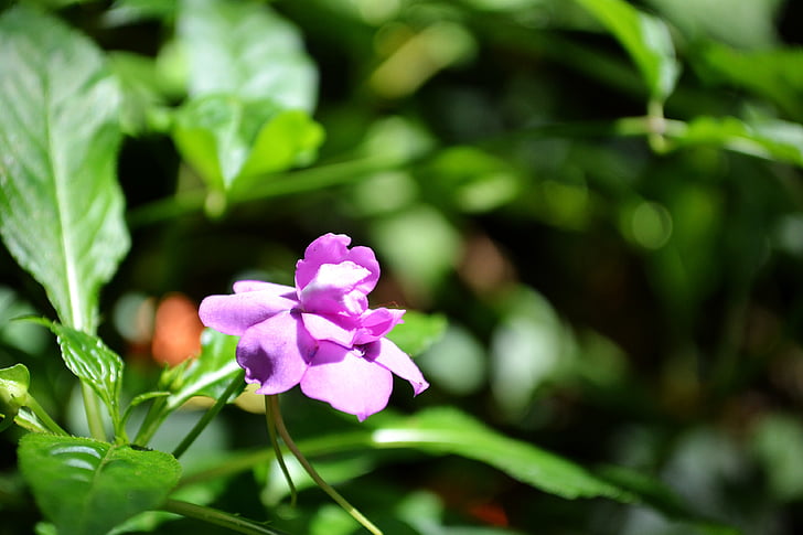 Фиолетовый цветок, цветок на Солнечный свет, Блум, Блоссом, Сад, Шри-Ланка, Цейлон