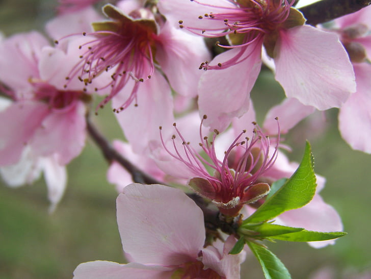 flowers, pink, blooms