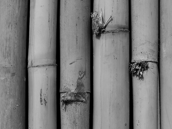 Bamboo, Bambumetsä, lehdet, Bamboo ampua, haara
