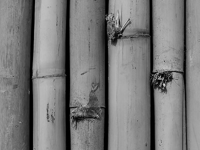 Bamboo, bambuskog, lämnar, Bambuskott, gren
