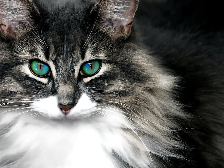 katt, Cat porträtt, djur, kattens ögon, ögon, huvud, Söt