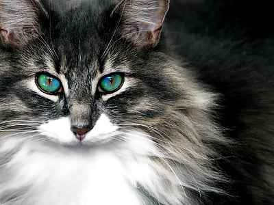 kucing, kucing potret, hewan, cat mata, mata, kepala, Manis