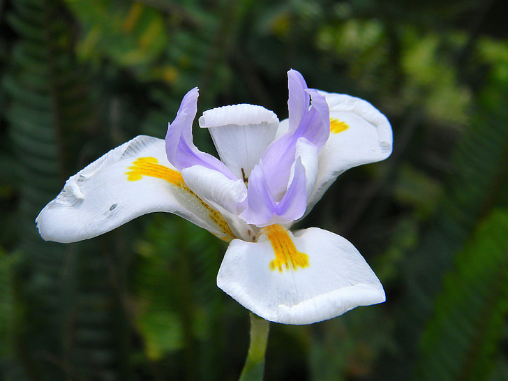 valkoinen kukka, violetti, keltainen, kukka, valkoinen, kukka, Luonto