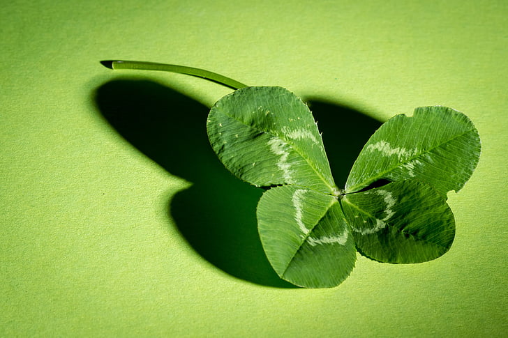 klee, four leaf clover, green, vierblättrig, lucky clover, symbol, luck