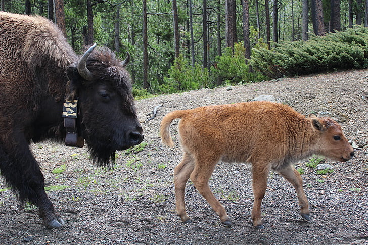Yellowstone, parku, Národní, Wyoming, cestování, bizon, Wild