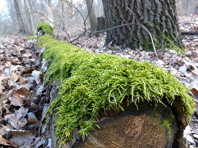 log, moss, bemoost, green, forest, nature, nature recording