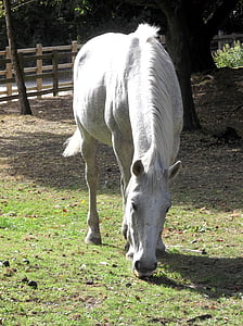 horse, mare, stallion, white, grazing, grass, paddock