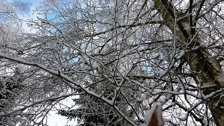 crown, trees, aesthetic, snow, winter, branches, view from below