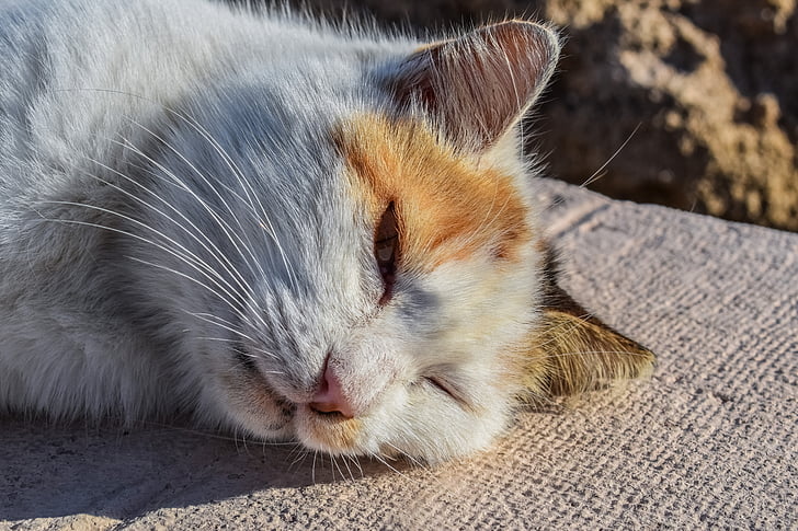 γάτα, αδέσποτα, τεμπέλης, απολαμβάνοντας, ηλιοφάνεια, Χαριτωμένο, γατάκι