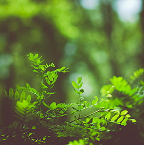 verdi, erba, Acacia, estate, foglie, luminoso, natura