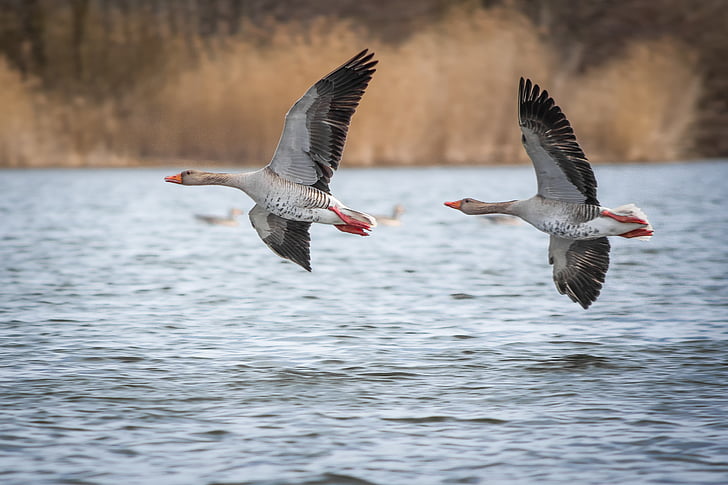 geese, greylag goose, lake, creature, goose, bird, poultry
