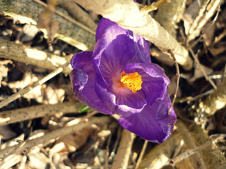 flower, purple, jakr, bush, yellow, beauty, grace