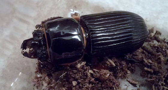 beetle, beetles, patent leather beetle, horn beetle, bug, insect, black