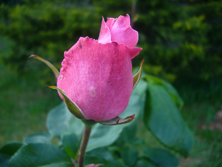 rožinė, gėlė, sodas