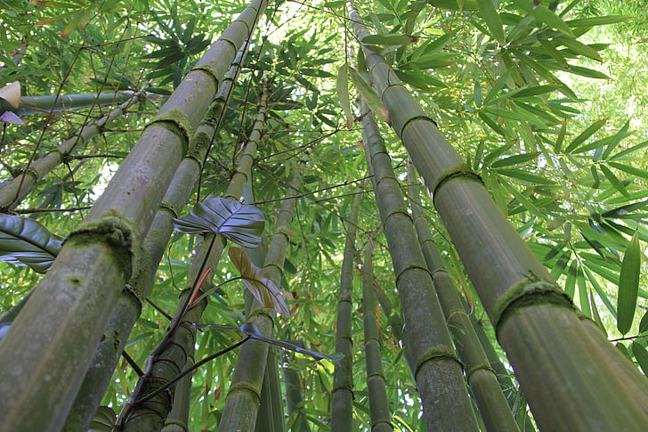 bambusa, bambusa meža, Hawaii bambusa, daba, zaļa, meža, augu