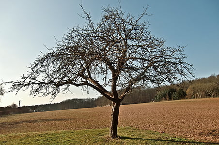 tree, autumn, leaves, aesthetic, edge of the woods, arable, field